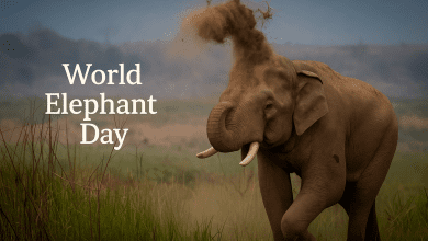 कोयंबटूर में विश्व हाथी दिवस समारोह में मंत्री और विशेषज्ञ