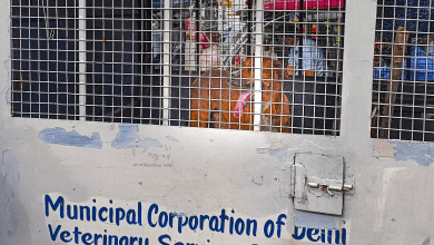 सुप्रीम कोर्ट के आदेश के बाद आवारा कुत्तों को दिल्ली-एनसीआर में शेल्टर होम में ले जाने की तैयारी"