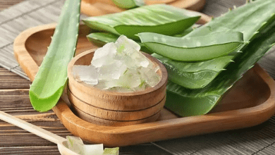 बारिश में एलोवेरा जेल से त्वचा और रोग-प्रतिरोधक सुरक्षा