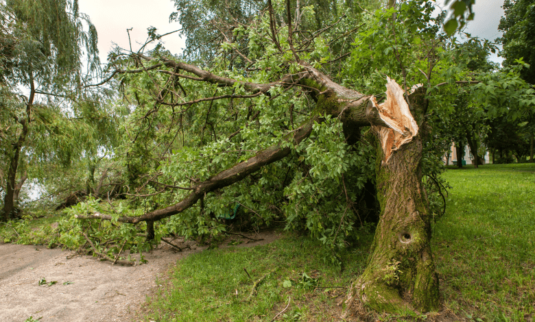 पेड़ की टहनी गिरने से दुर्घटना