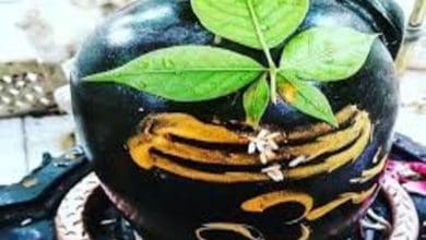 सावन में बेलपत्र से करें शिवलिंग अभिषेक और पाएं मानसिक शांति