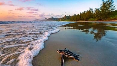 ग्रेट निकोबार संकट और पर्यावरणीय खतरा