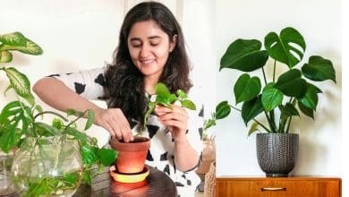 घर को शुद्ध रखने वाले 6 असरदार हर्बल पौधे