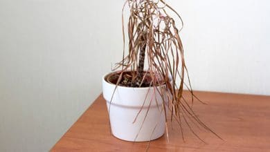 पितृपक्ष में न करें ये गलतियां, वरना रूठ सकते हैं पितर