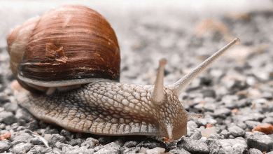 तुरही घोंघा, समुद्री मोलस्क जिसकी सूंड, रंगीन आवरण और भ्रूणभक्षी प्रजनन प्रक्रिया इसे विशिष्ट बनाते हैं।