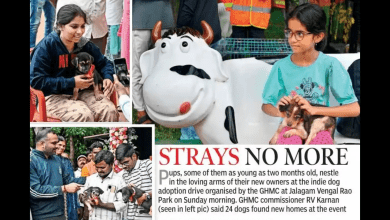 जीएमसी मेले में गोद लिए गए 22 देसी पिल्ले
