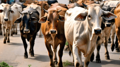 ठाणे में इंजेक्शन देकर गाय की हत्या, दो अज्ञात पर केस दर्ज