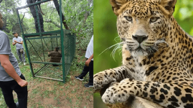 जेएनयू में तेंदुए की शिकायत के बाद वन विभाग सतर्क