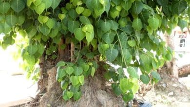 पितृदोष के कारण, लक्षण और समाधान: जानें आसान उपाय