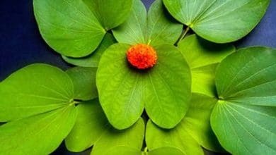 सोने के पत्ते और माधोसिंह की मासूमियत भरी दशहरा कथा