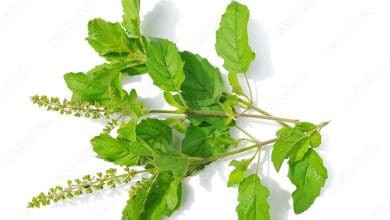 श्राद्ध में तुलसी दल और तिल से पितरों का पूजन करते हुए व्यक्ति