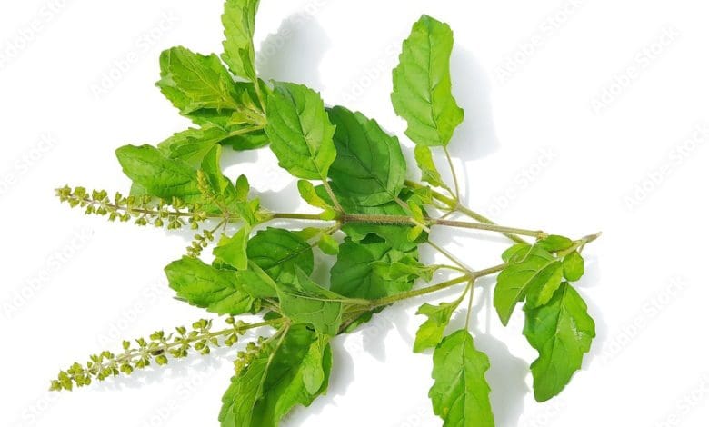 श्राद्ध में तुलसी दल और तिल से पितरों का पूजन करते हुए व्यक्ति