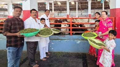 कार्तिक अमावस्या पर भक्तों की गौसेवा का दृश्य