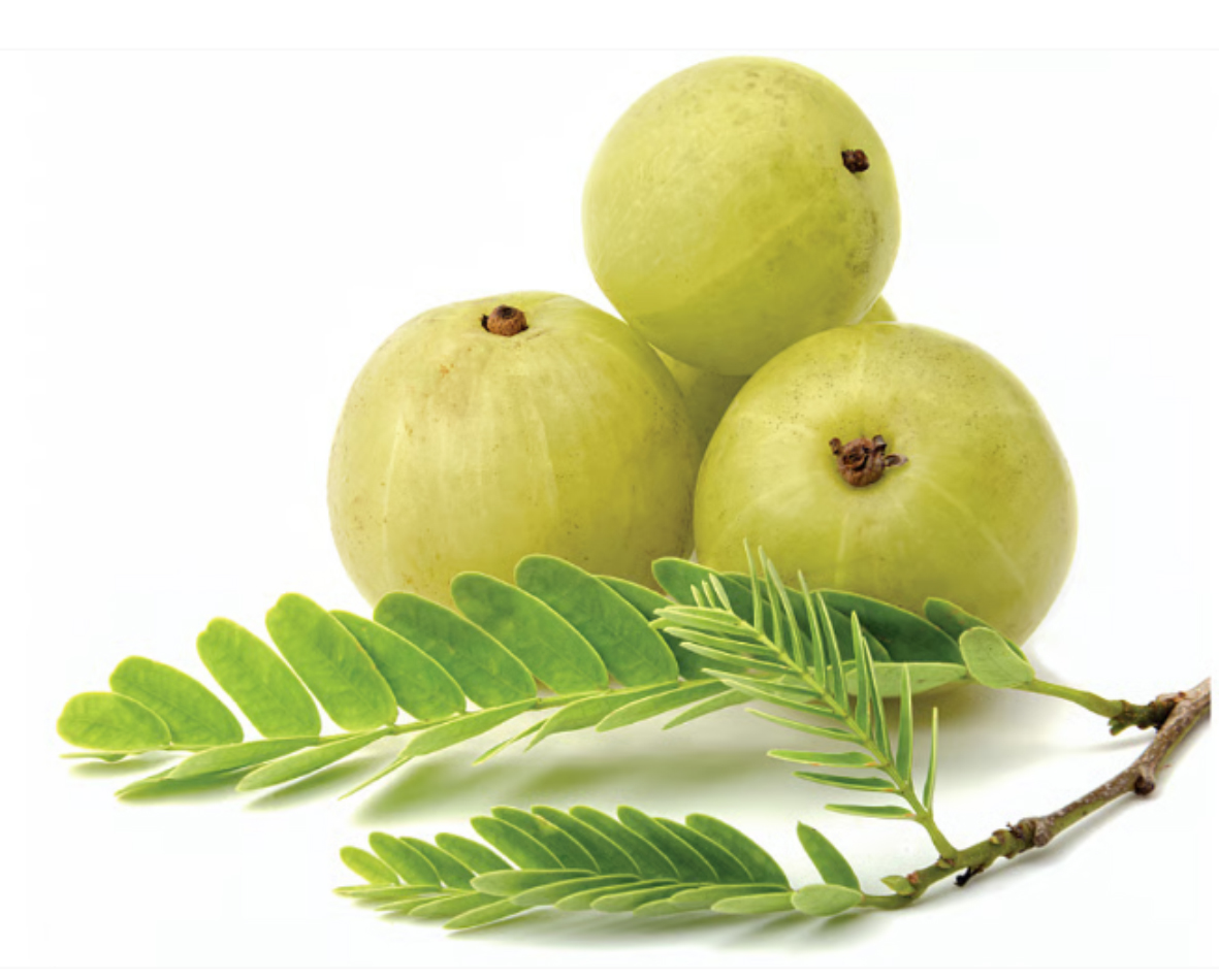 अक्षय नवमी पर बन रहे हैं तीन शुभ और पुण्यकारी योग