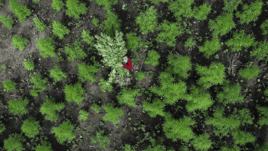 अट्टापडी के जंगल में मिला राज्य का सबसे बड़ा भांग खेत