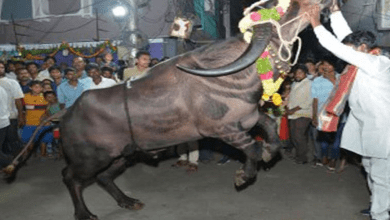 मधुरानगर में सदर उत्सव के दौरान भैंसा हुआ बेकाबू