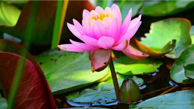 कमल का फूल: सुंदरता के साथ सेहत का भी खज़ाना