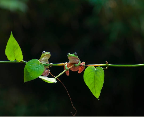 थैली वाले मेंढक की पहचान और अनोखी बनावट