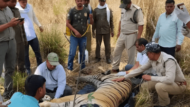 कान्हा अभ्यारण्य में बाघ और शावकों की मौत, संघर्ष के बाद शव बरामद