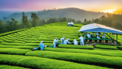 जोरहाट का पर्यटन स्थल और चाय बागान