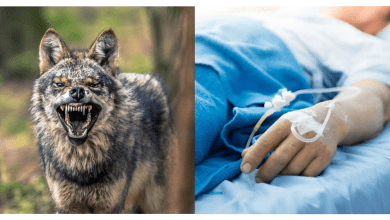 बहराइच में अज्ञात जानवर के हमले में घायल महिला