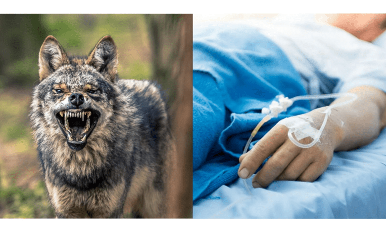 बहराइच में अज्ञात जानवर के हमले में घायल महिला