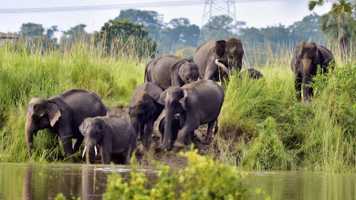 येल्लमपल्ली में हाथियों का हमला