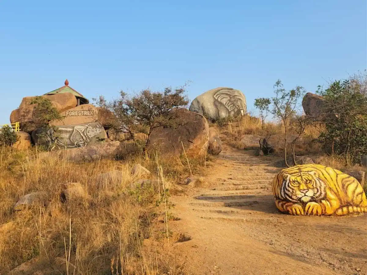 रॉक बे नाइट कैंप में ट्रेक, रॉक आर्ट और वन्य अनुभवों का मौका