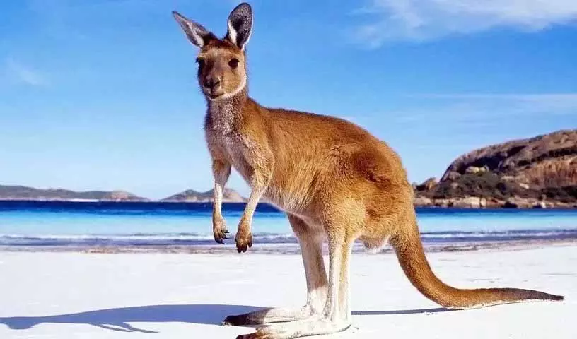 हैदराबाद चिड़ियाघर में पहली बार आएंगे ऑस्ट्रेलियाई कंगारू