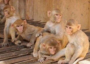 गाँव में बंदरों के झुंड से परेशान लोग