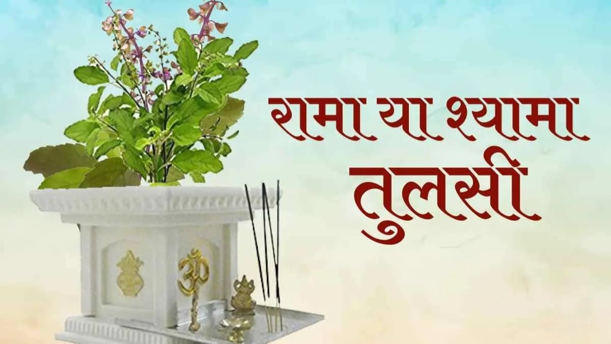 तुलसी के पौधे में लोग करते हैं ये बड़ी गलतियां