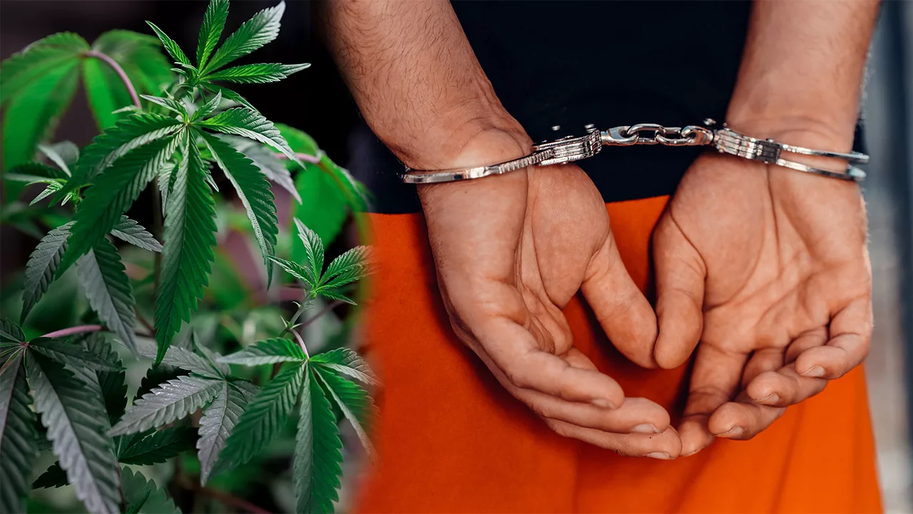 दिल्ली एयरपोर्ट पर कस्टम्स द्वारा जब्त किया गया गांजा