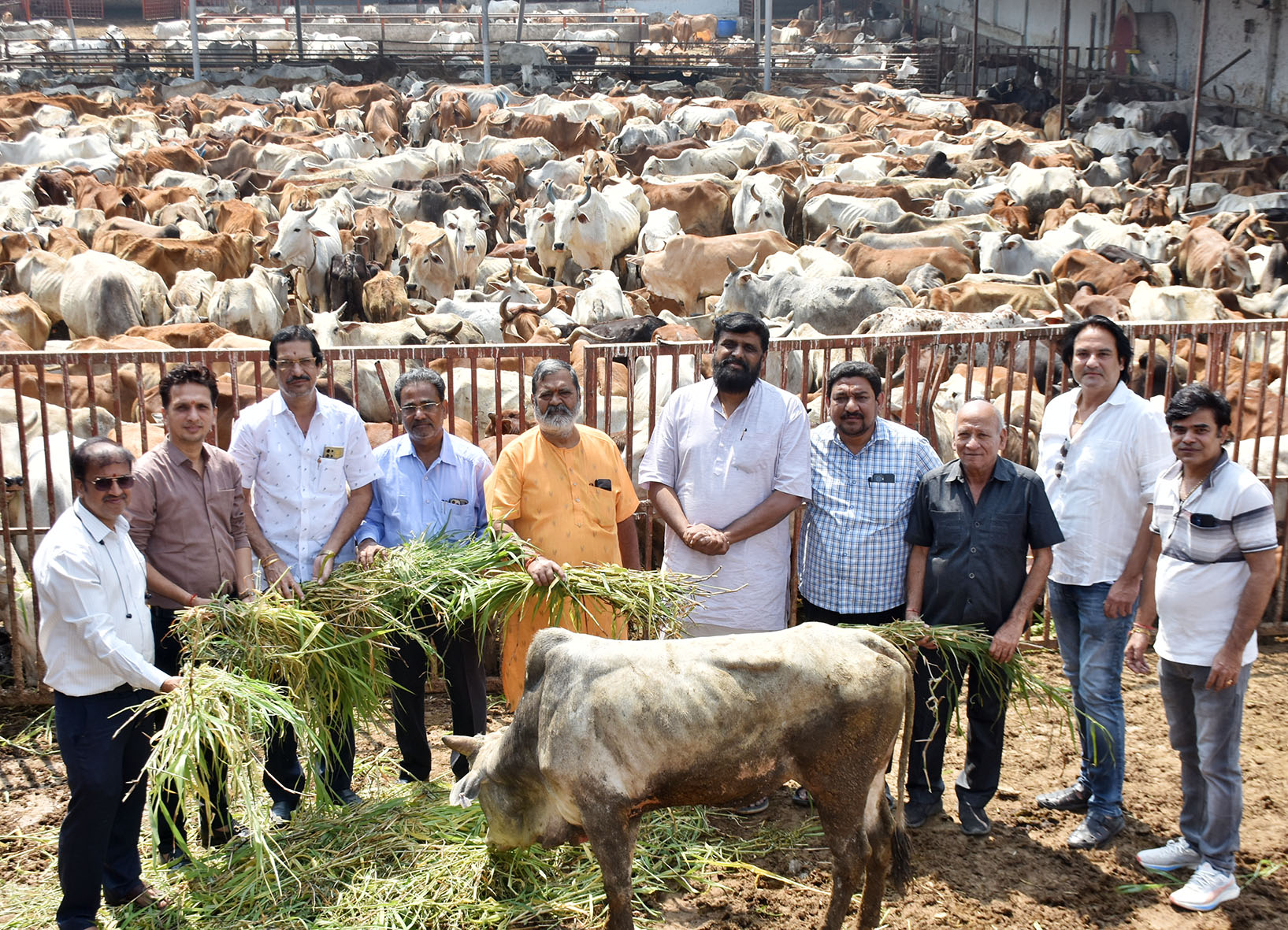 भक्त फाल्गुन अमावस्या पर गायों को चारा अर्पित करते हुए