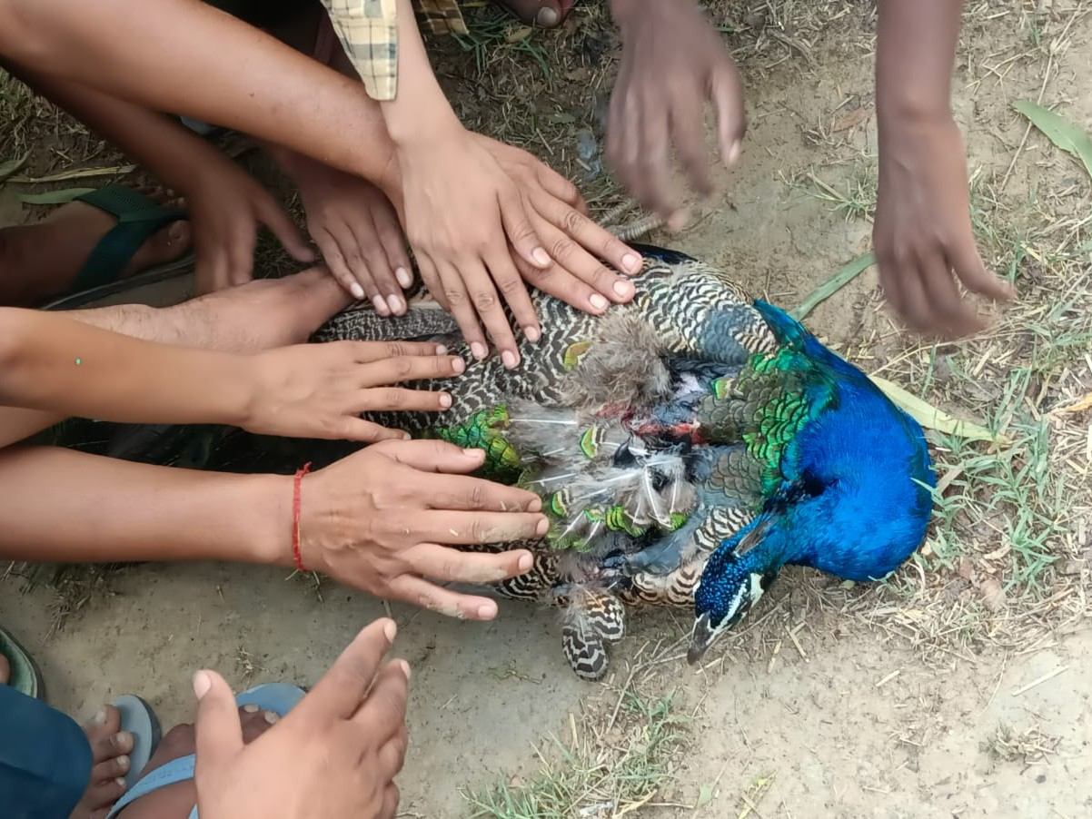 मोर हत्या मामले में आरोपी युवक पुलिस हिरासत में