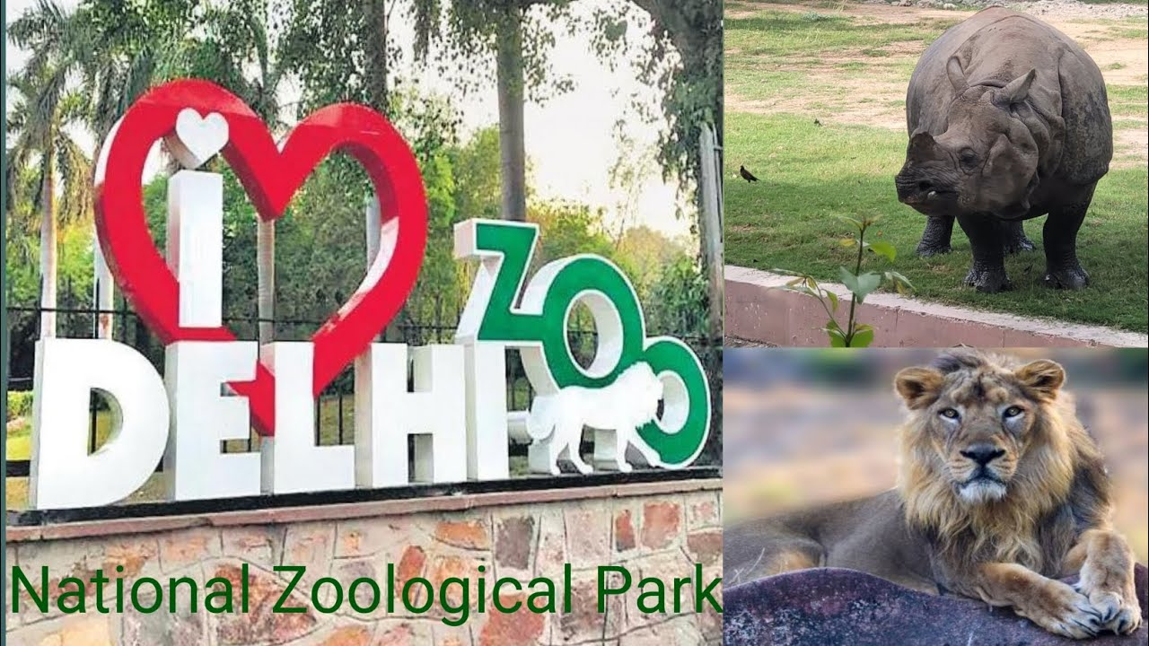 दिल्ली चिड़ियाघर में बाघ का दृश्य