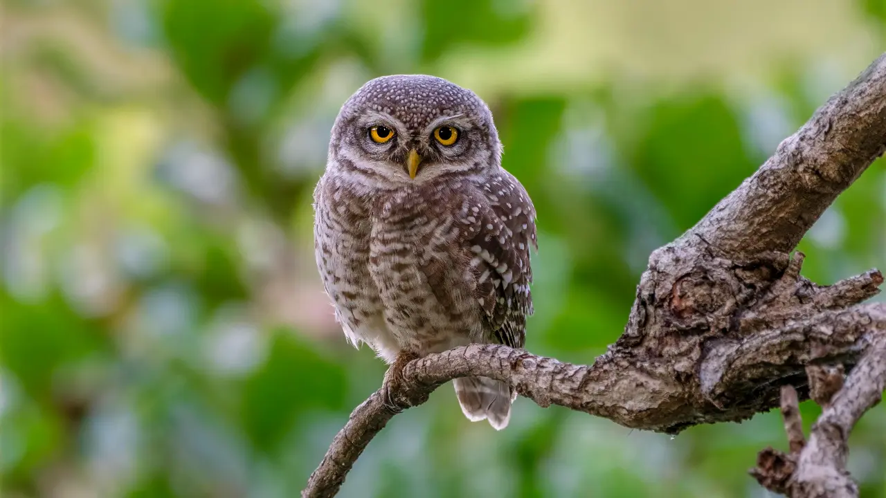 कुनो में दुर्लभ फॉरेस्ट आउलेट उल्लू का दृश्य
