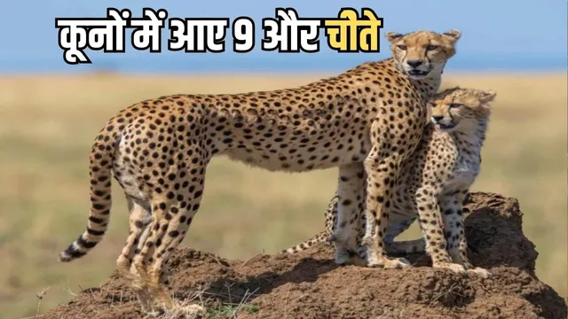 बोत्सवाना से लाए गए नौ चीते सफलतापूर्वक कूनो राष्ट्रीय उद्यान पहुंच गए।