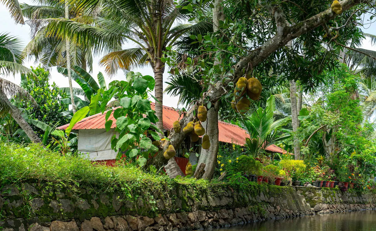 केरल की मसाला संस्कृति की एक झलक