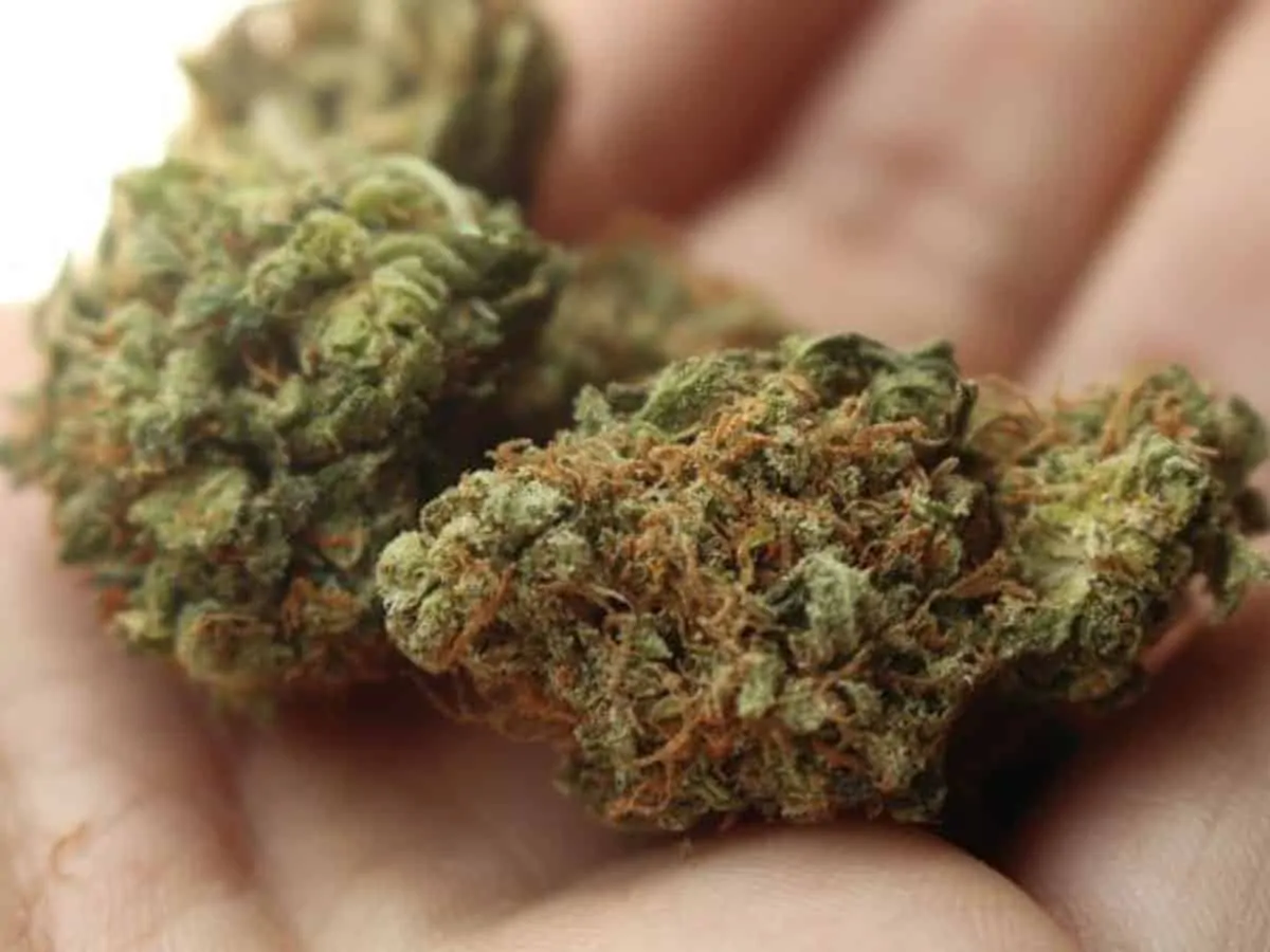 हैदराबाद पुलिस ने गांजा चॉकलेट सहित नशीली सामग्री जब्त की