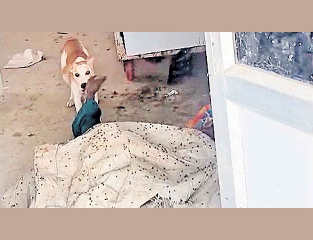 महबूबनगर अस्पताल में कुत्ते द्वारा शव नेंचने का मामला