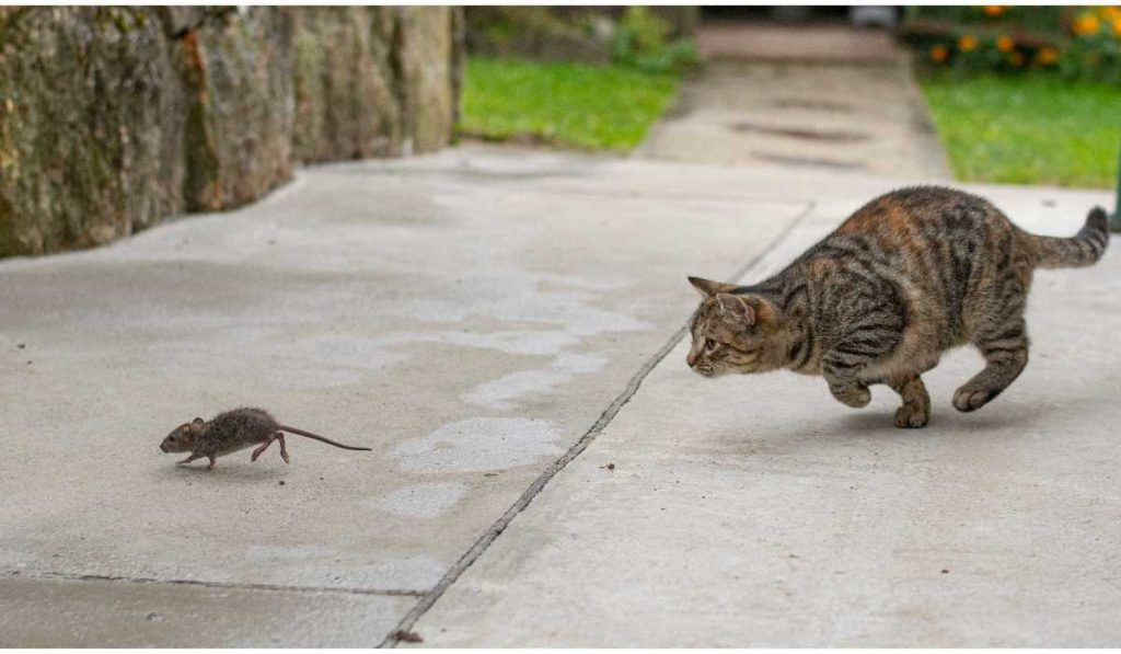 चूहे के साथ चालाकी से शिकार करती बिल्ली