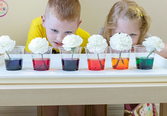 रंगीन पानी में रखे सफेद फूल रंग बदलते हुए