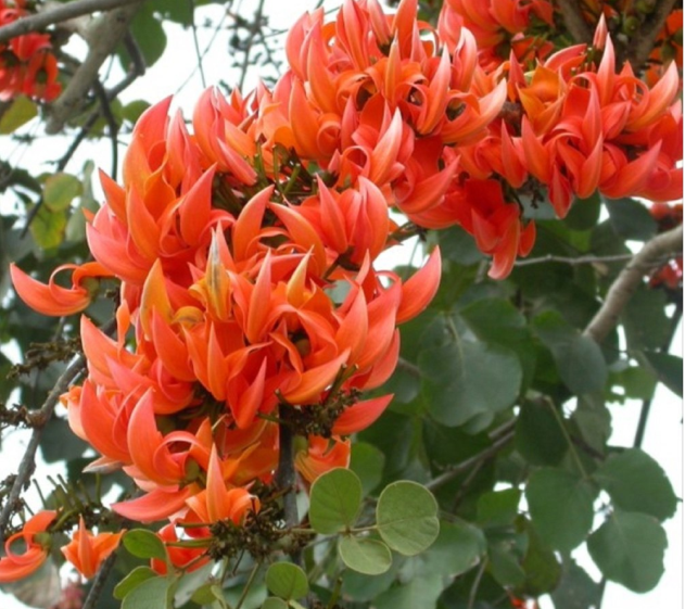 गृहस्थ जीवन में कृष्ण भक्ति और स्थिरता का महत्व