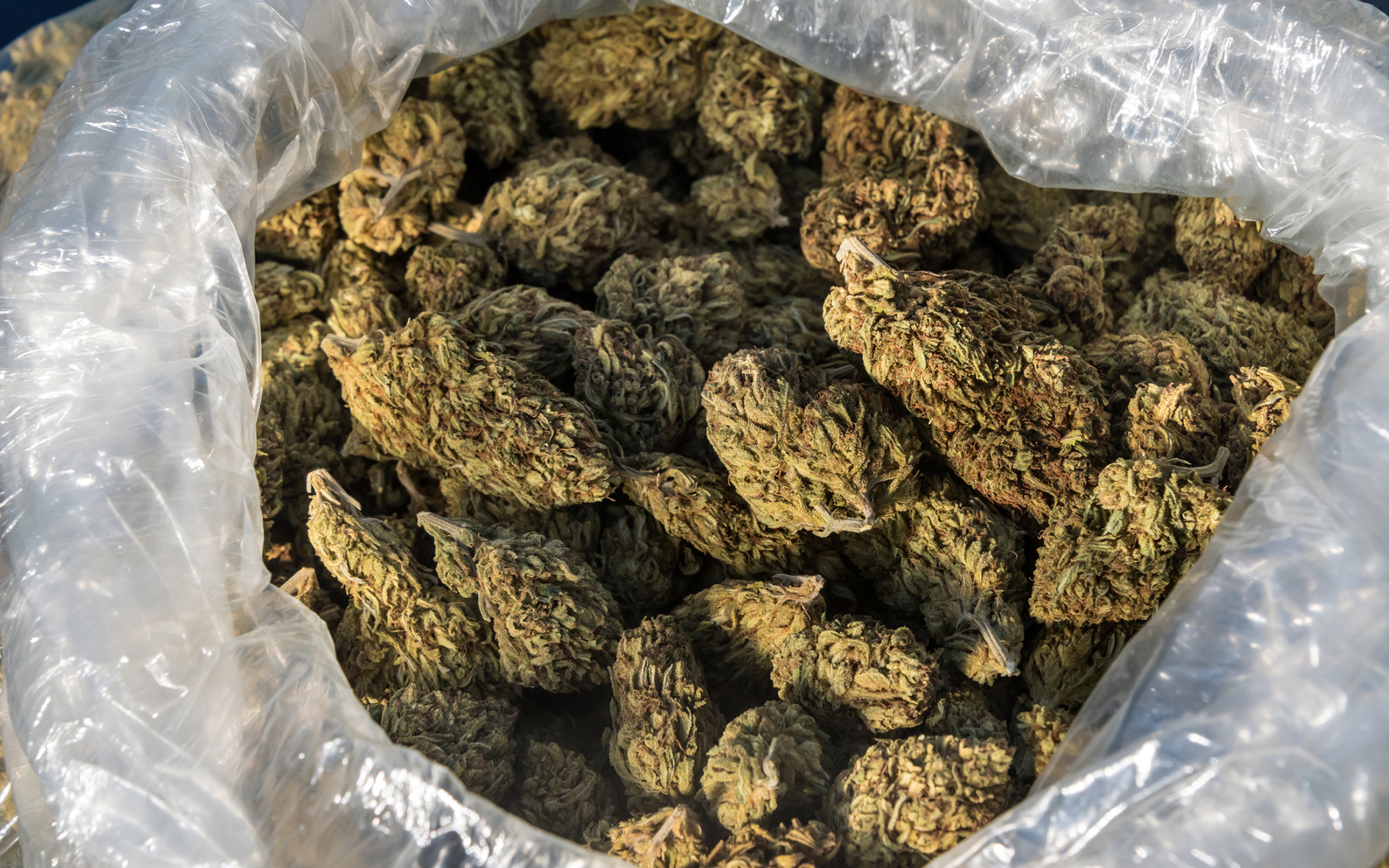 लोहरदगा पुलिस ने बरामद गांजे के पैकेटों का दृश्य