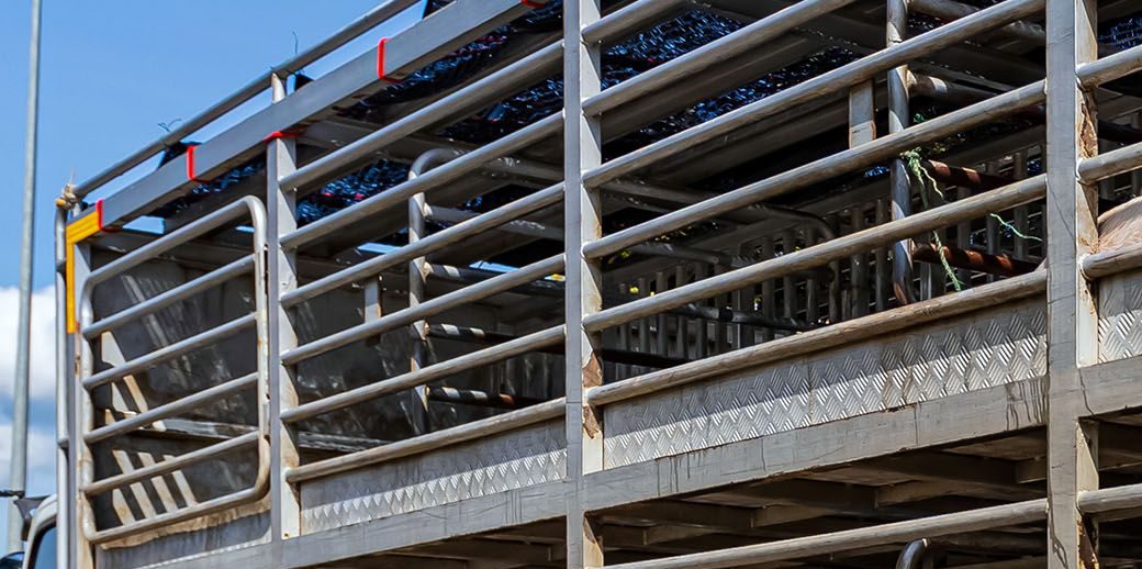 पलटी वैन से निकाले जा रहे घायल पशु